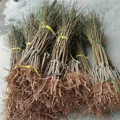 Ferskenfrøplanter